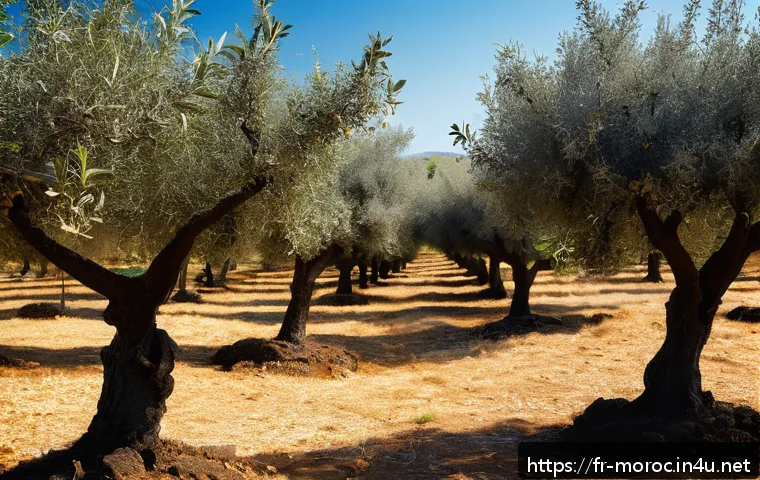모로코 올리브 오일 생산 - A sunlit Moroccan olive grove featuring centuries-old olive trees with gnarled trunks and silvery-gr...